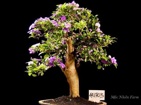 Một cây nhài Nhật bonsai - tại sao không?