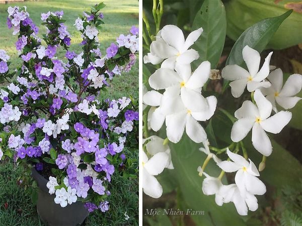Bạn thích hoa nhài nào hơn?