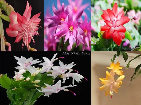 Hoa tiểu quỳnh có màu sắc khác nhau, đường kính hoa nhỏ hơn nhiều so với hoa quỳnh.