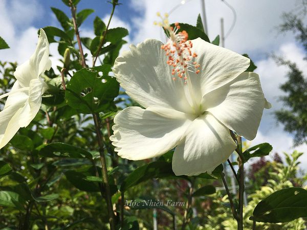 Hoa râm bụt trắng cánh đơn