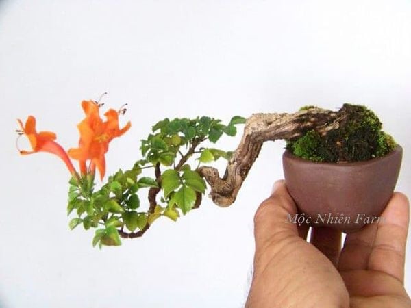 Một cây bonsai rất nhỏ được tạo hình kỳ công.