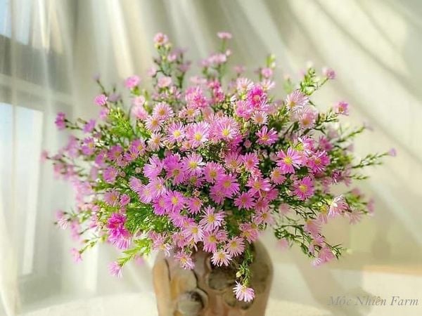 Loài hoa này có ý nghĩa thiêng liêng với người Hy Lạp.