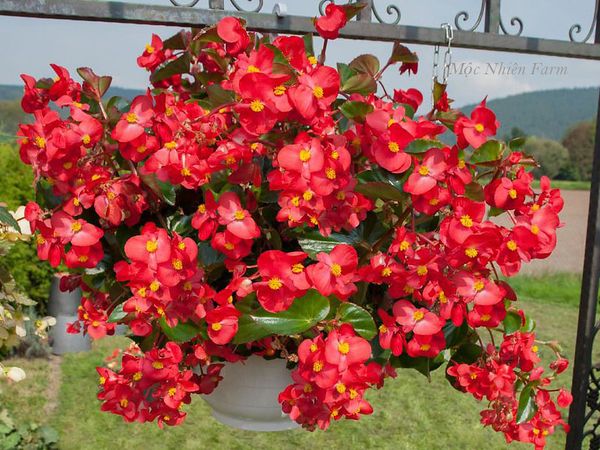 Hoa thu hải đường nở thường xuyên, màu đỏ rực rỡ.