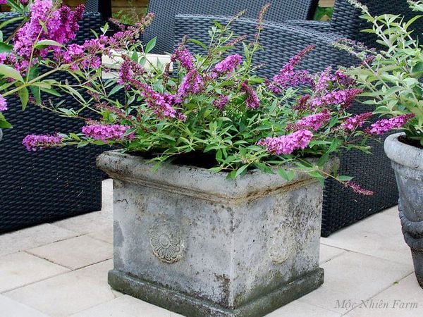 Cây trầm hồng làm bừng sáng khu vườn vì vẻ rực rỡ đặc biệt.