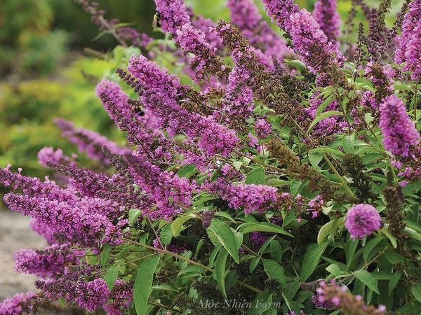 Cây dễ trồng, phát triển nhanh, sớm cho hoa.