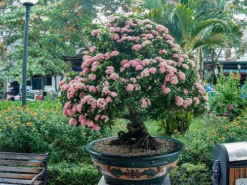 Bonsai hoa trang (bonsai mẫu đơn).