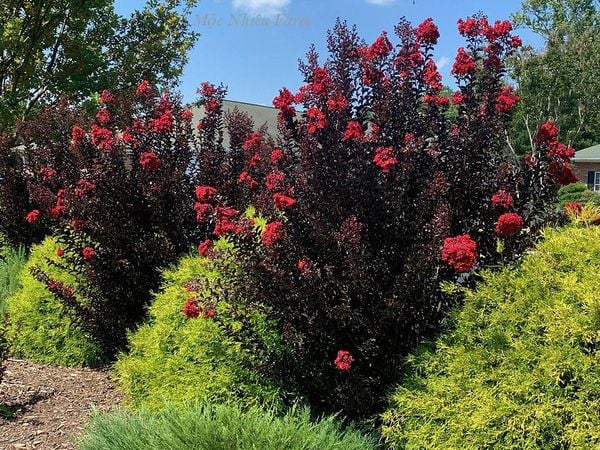 Khi được trồng xen kẽ, hoa tường vi màu đỏ làm cho chính mình nổi bật và cũng làm nổi bật những cây khác.
