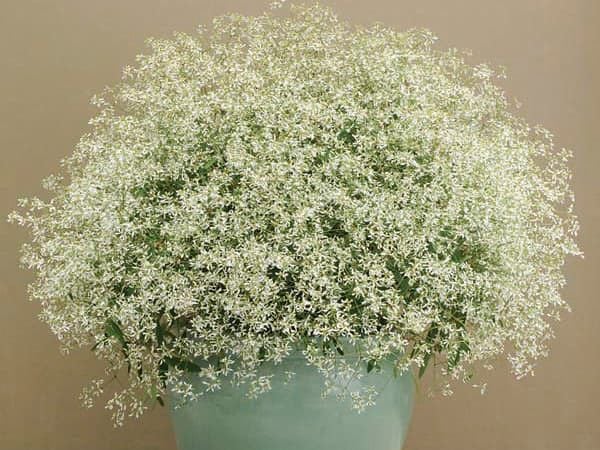 Loài hoa trắng nhỏ xinh mà có ảnh hưởng lớn tới người mê hoa.