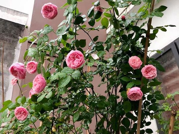 Cây hồng Carey đặc biệt sai hoa.