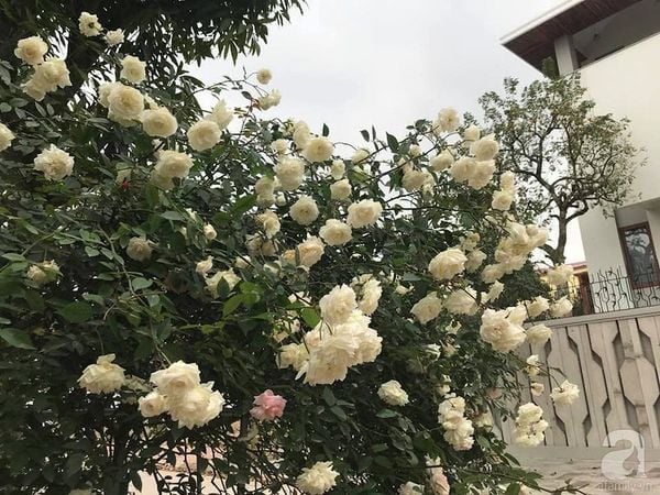 Cây hồng cổ bạch xếp to, khỏe và cho hoa quanh năm.