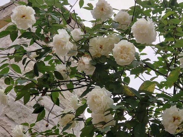 Hoa bạch xếp không chỉ đẹp mà còn rất thơm.