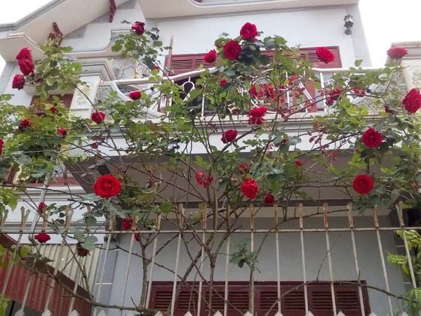 Ban công đầy hoa đỏ rất xinh xắn và lãng mạn.