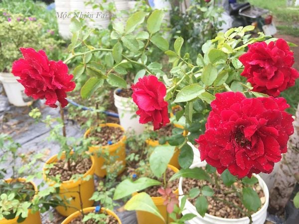 Hãy đảm bảo cây hồng cổ Sơn La của bạn được đặt ở khu vực nhiều nắng nhé.