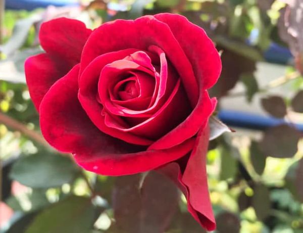 Sắc đỏ huyền bí của hoa hồng cổ Sơn La.
