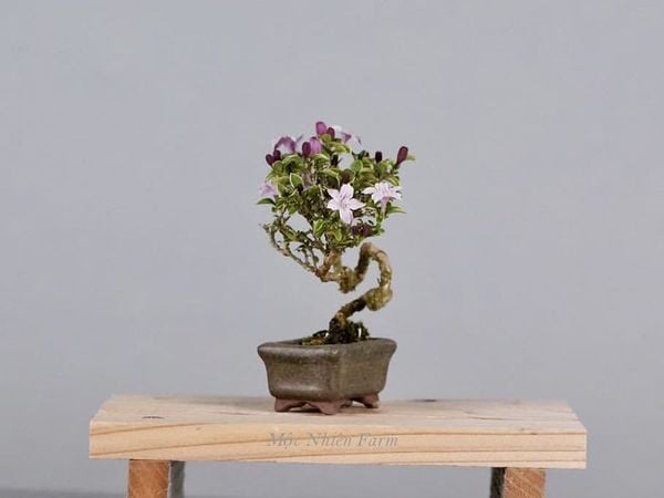 Cây hồng loan mai được tạo dáng bonsai từ khi còn nhỏ.