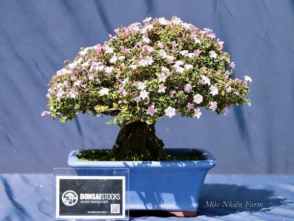 Cây bonsai thường được đặt ở trong nhà để trang trí.