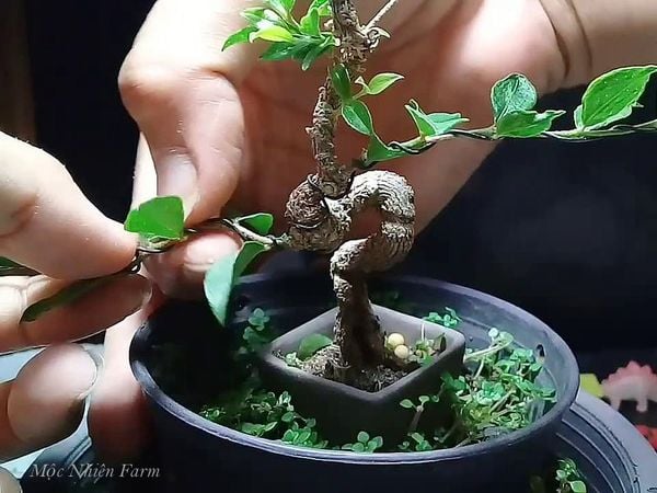Tạo dáng cho cây bonsai.