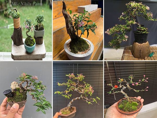 Muôn kiểu bonsai rất có giá trị.