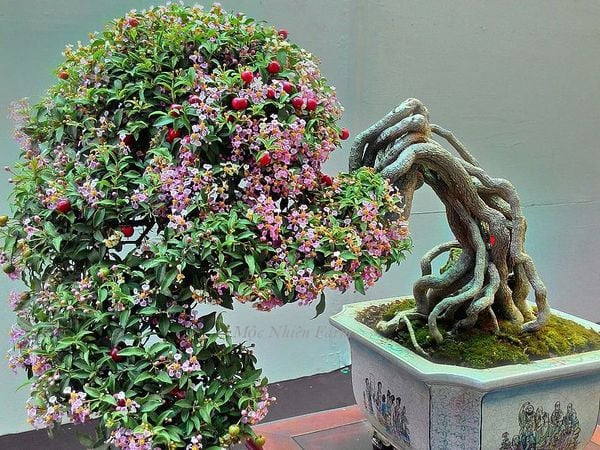 Rễ nổi trên mặt chậu tạo ra những hình dáng kỳ quái là một trong những yếu tố làm nên giá trị cao của cây bonsai hồng ngọc mai.