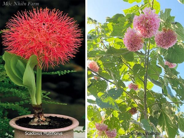 Ảnh trái - hồng tú cầu quen thuộc tại Việt Nam, còn gọi là hoa blood lily.