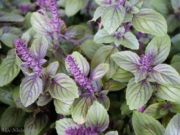 Húng quế lá tím (red rubin basil)