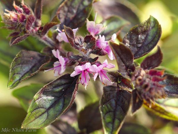 Hoa của Red rubin basil.