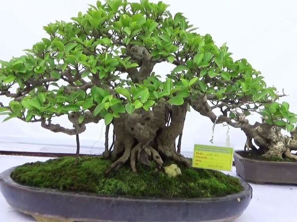 Một số hình ảnh bonsai.