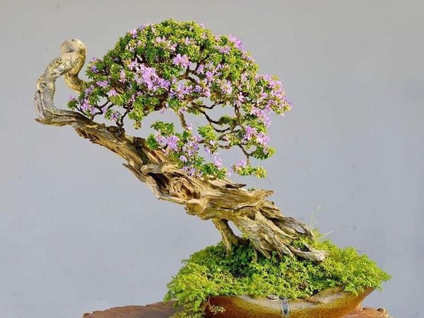 Một kiệt tác bonsai với những đàng lũa tuyệt đẹp mắt.