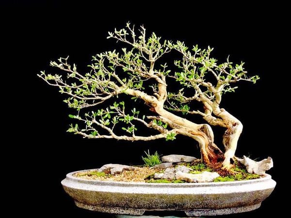 Cây linh sam đa ưu điểm phù hợp để tạo dáng bonsai.