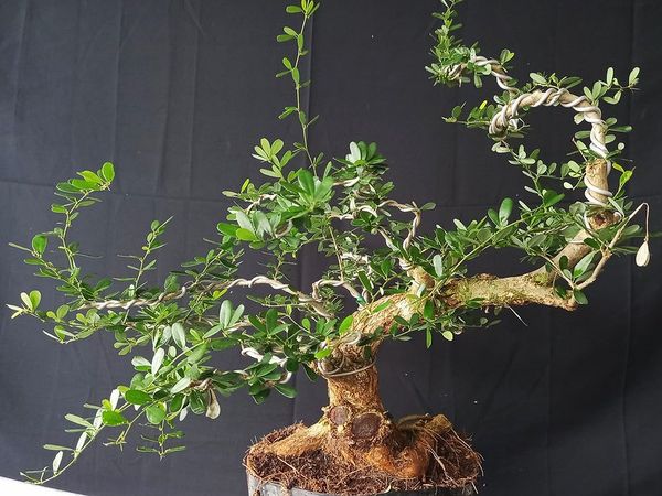 Cây linh sam bonsai dùng để trang trí.