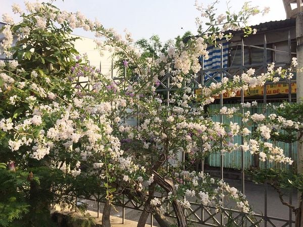 Linh sam La Hai phân nhánh ngang nở rộ hoa tuyệt đẹp.