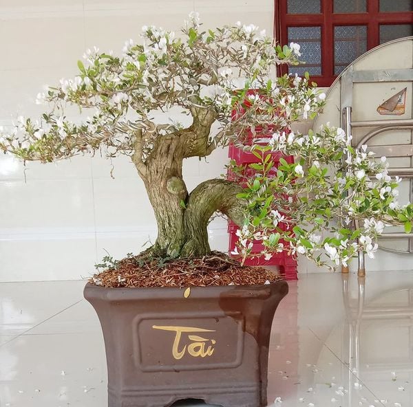 Linh sam La Hai bonsai