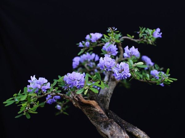 Linh sam Sông Hinh rất đẹp khi tạo thành dáng bonsai.