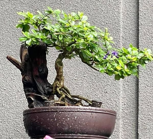 Không thể bỏ qua linh sam tím than khi nhắc tới dòng bonsai của chúng.