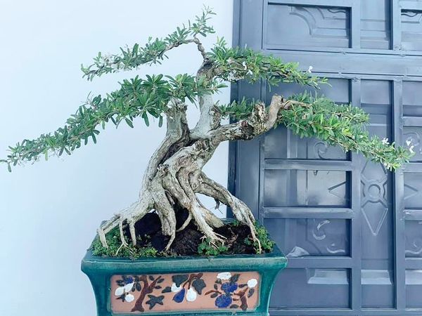 Tạo dáng bonsai cho cây không chỉ là thú vui mà còn là cách rèn luyện tính kiên nhẫn.