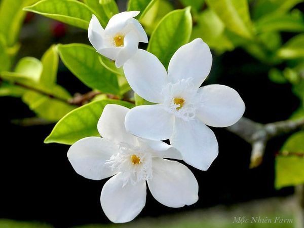 Sắc trắng thanh thoát của hoa mai chỉ thiên làm dịu lại không gian của vườn.