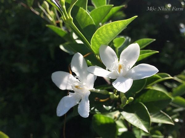 Hoa mai chỉ thiên màu trắng, luôn hướng về bầu trời.