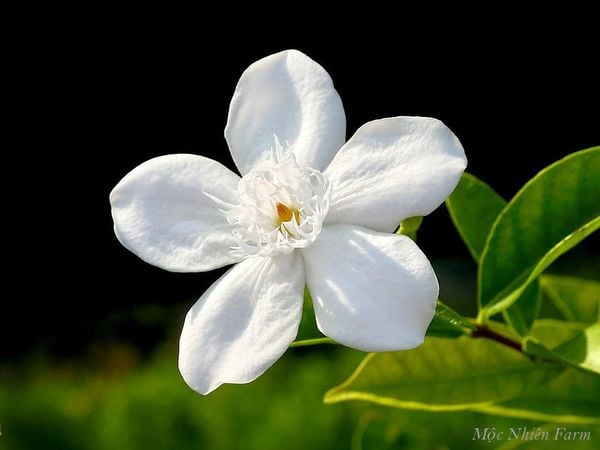 Loài hoa trắng đơn sơ luôn hướng về bầu trời - hoa mai chỉ thiên.