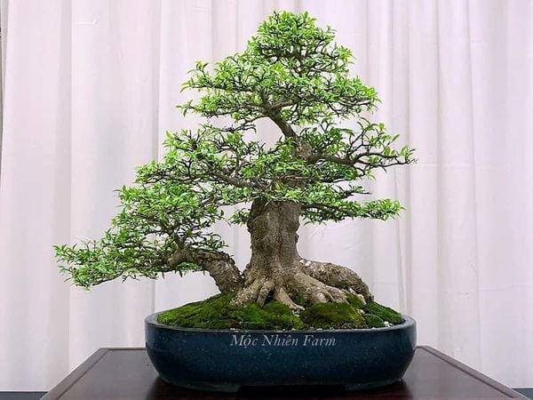 Cây bonsai có rễ nổi trên mặt chậu.