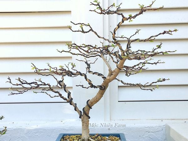 Đây là cây bonsai rất phổ biến.