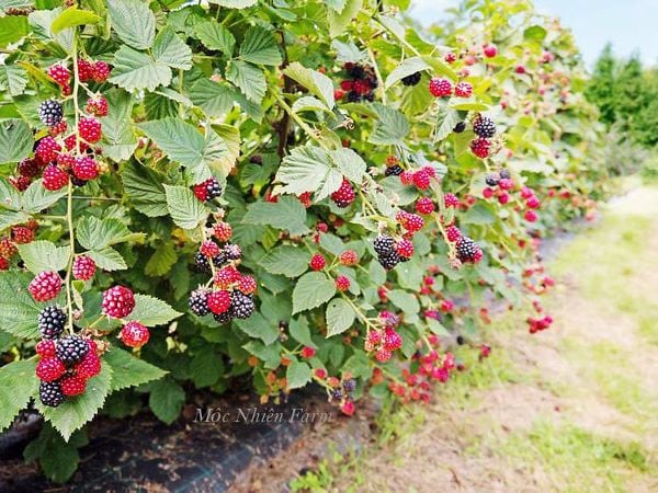 Loại cây giàu dinh dưỡng này giờ đã phổ biến ở nhiều nơi với nhiều khí hậu khác biệt.