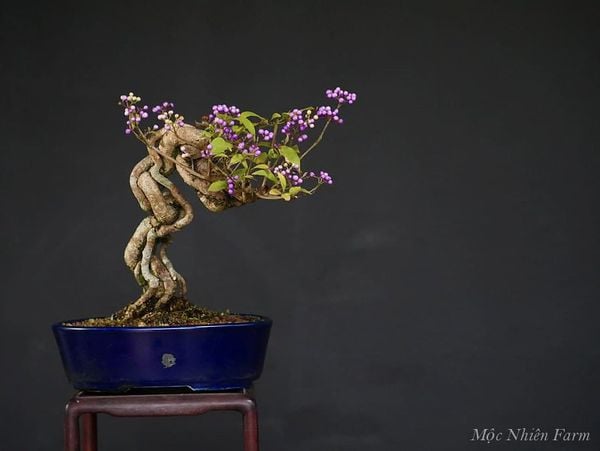 Cây ngọc long châu bonsai được tạo dáng từ khi còn nhỏ.