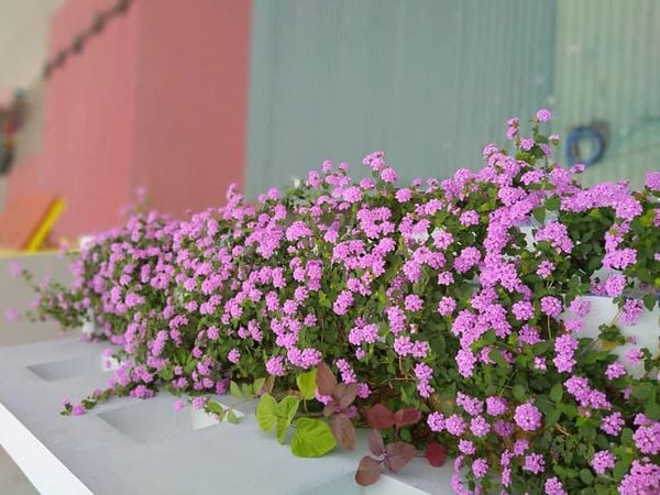 Hoa ngũ sắc tím rủ - cách chăm để hoa quanh năm – MỘC NHIÊN FARM