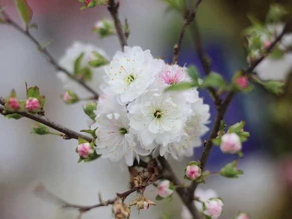 Hoa nhất chi mai trắng muốt như bông tuyết.