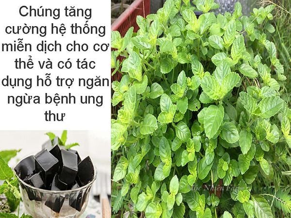 Ngoài ưu điểm là món ăn ngon, đây là loài thảo mộc có nhiều công dụng tốt cho sức khỏe.