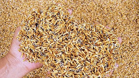 cach-u-lua-lên-mam-nhanh