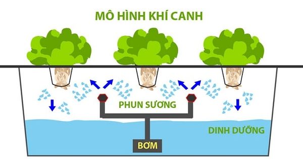 Thủy canh là gì Và các mô hình trồng thủy canh  VuonXanhcomvn