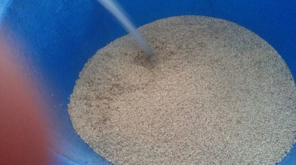 cach-u-lua-lên-mam-nhanh