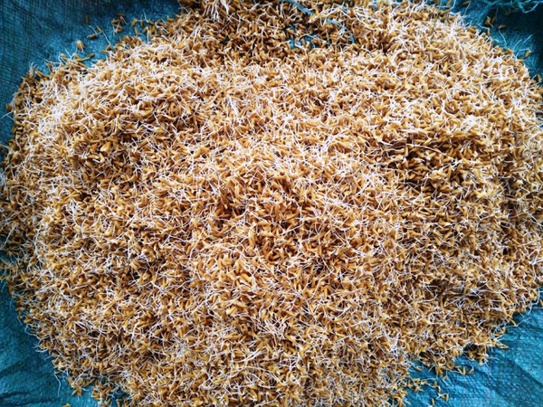 cach-u-lua-lên-mam-nhanh