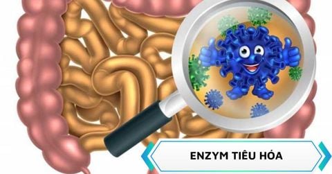 Enzym tiêu hóa là gì? Phân loại các enzym tiêu hóa